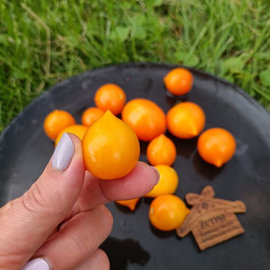 Lil' Peeps mikrotomāts (10 tomātu sēklas) 